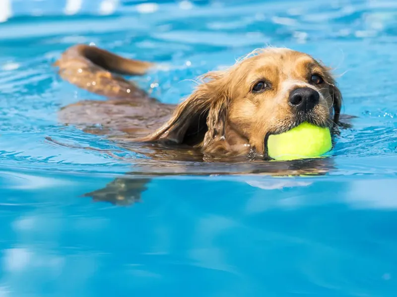 Swimming pool safety tips for dogs