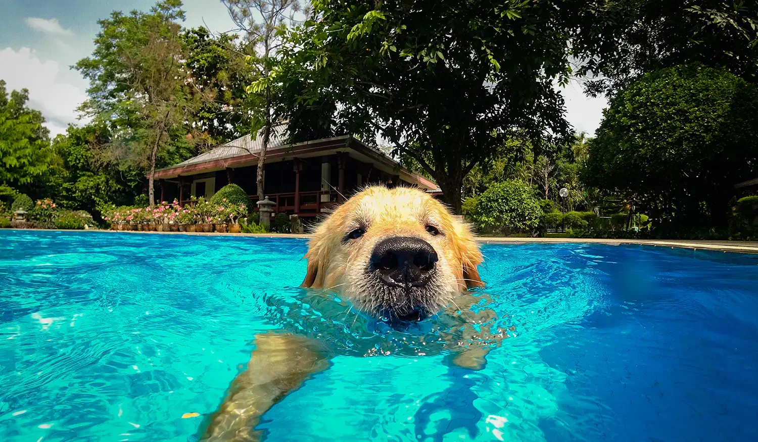 Paws and Pools: Why Fiberglass Swimming Pools Are Perfect for Pet-Friendly Families